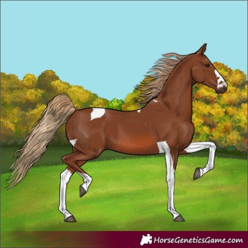 Horse Color:Chestnut Tobiano 