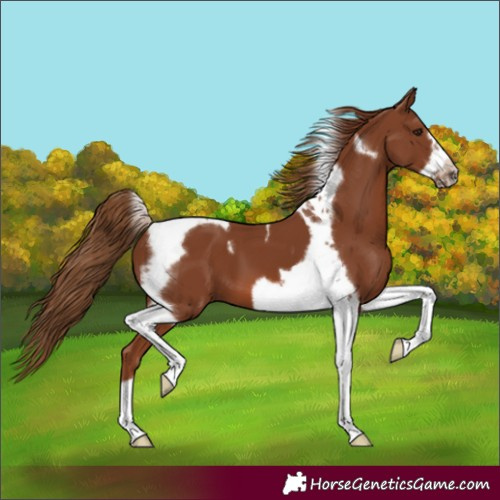 Horse Color:Chestnut Tobiano Frame 