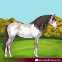 Horse Color:Classic Champagne Roan Frame