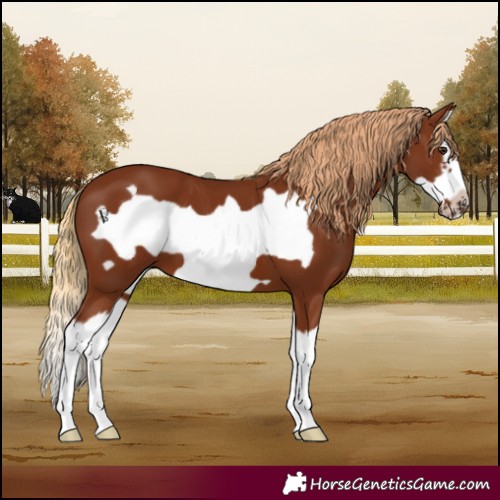 Horse Color:Chestnut Splash Frame