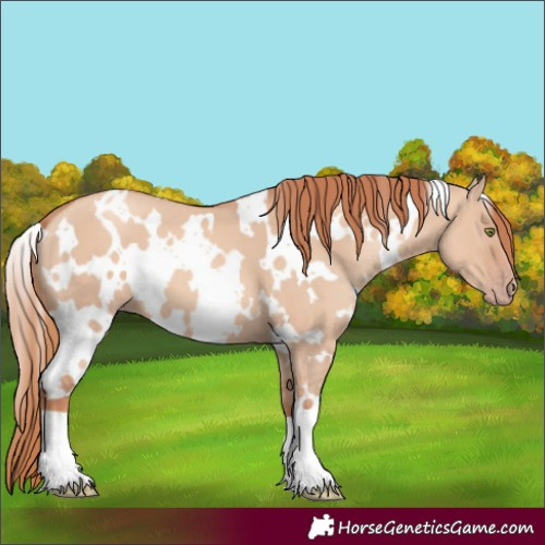Horse Color:White Spotted Gold Champagne Dun 