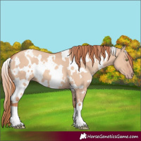 Horse Color:White Spotted Gold Champagne Dun