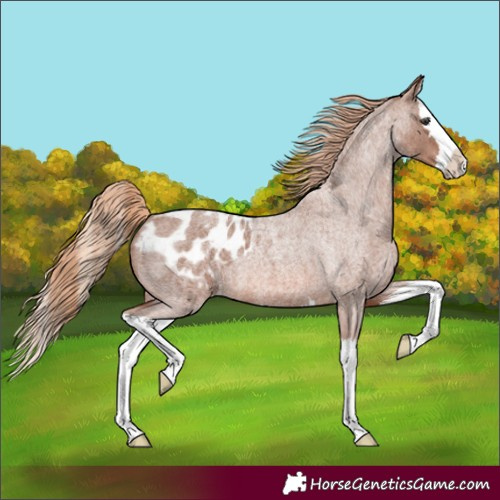 Horse Color:Red Roan Splash Appaloosa 