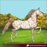 Horse Color:Gold Champagne Splash Near Leopard 