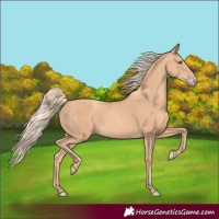 Horse Color:Gold Champagne