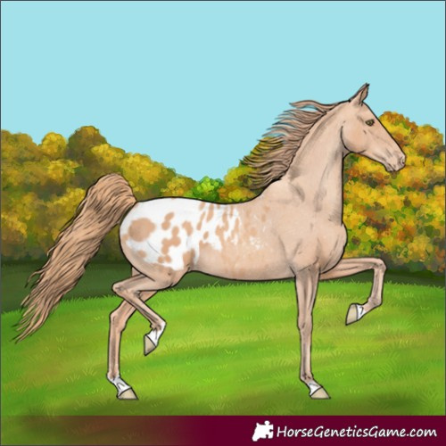 Horse Color:Gold Champagne Appaloosa 