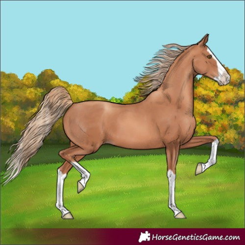 Horse Color:Gold Champagne Splash 