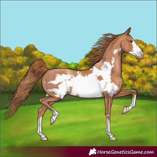 Horse Color:Gold Champagne Frame 