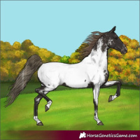 Horse Color:Liver Chestnut Appaloosa