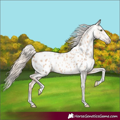 Horse Color:Gold Champagne Dun Appaloosa 