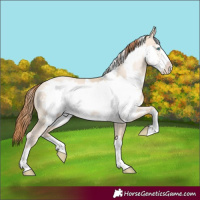 Horse Color:Buckskin Pearl Dun Frame 