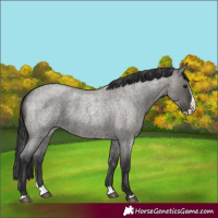 Horse Color:Grullo Roan Splash