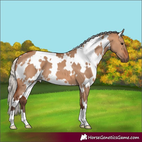 Horse Color:White Spotted Silver Bay Dun 