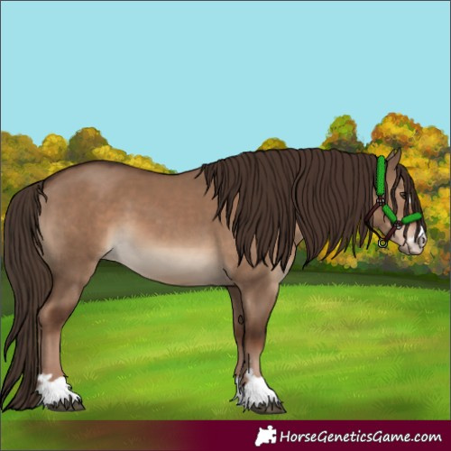 Horse Color:Liver Red Dun