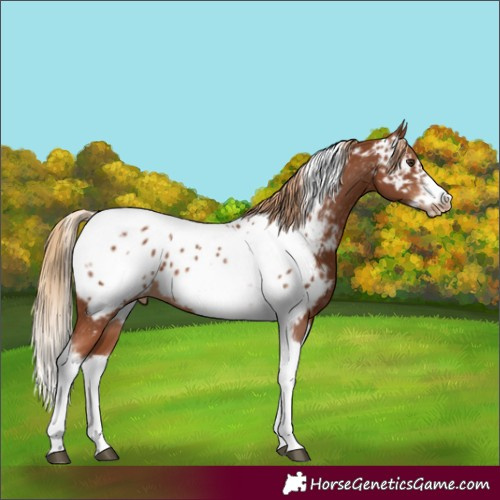 Horse Color:Chestnut Tobiano Frame Appaloosa 