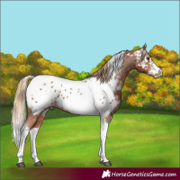 Horse Color:Chestnut Tobiano Frame Appaloosa 
