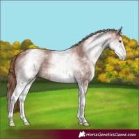 Horse Color:White Spotted Chestnut Sabino 