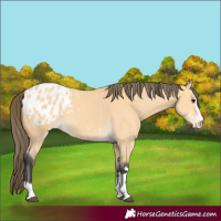 Horse Color:Buckskin Blanket 