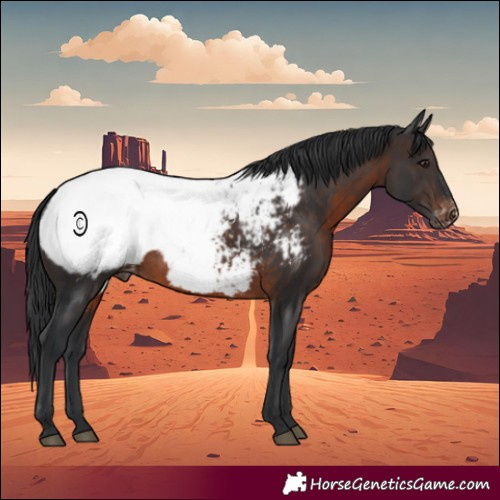 Horse Color:Brown Appaloosa Rabicano 