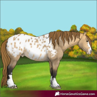 Horse Color:Buckskin Dun Blanket 