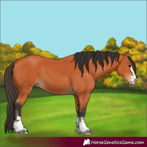Horse Color:Bay 