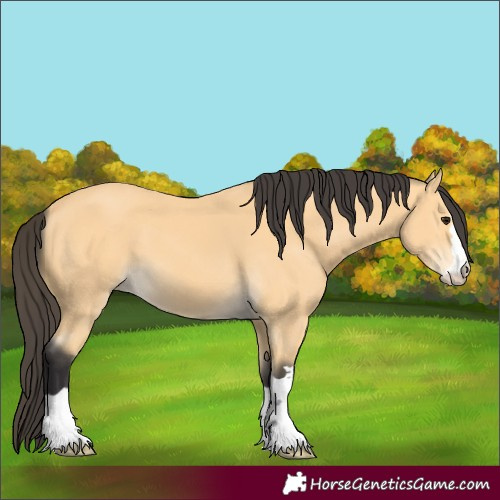 Horse Color:Buckskin 