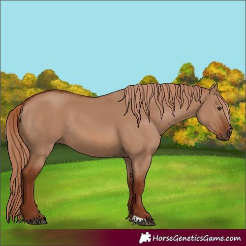 Horse Color:Red Dun 