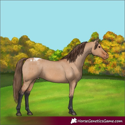 Horse Color:Bay Dun Appaloosa 