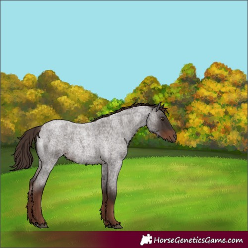 Horse Color:Liver Red Roan Rabicano 
