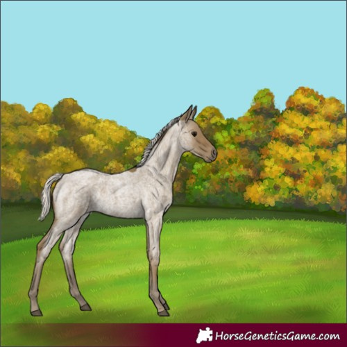 Horse Color:Silver Smoky Blue Roan Rabicano 