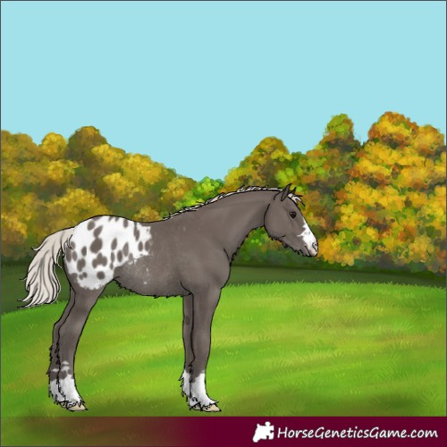 Horse Color:Silver Black Appaloosa Rabicano 