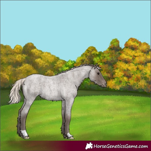 Horse Color:Silver Blue Roan Varnish 