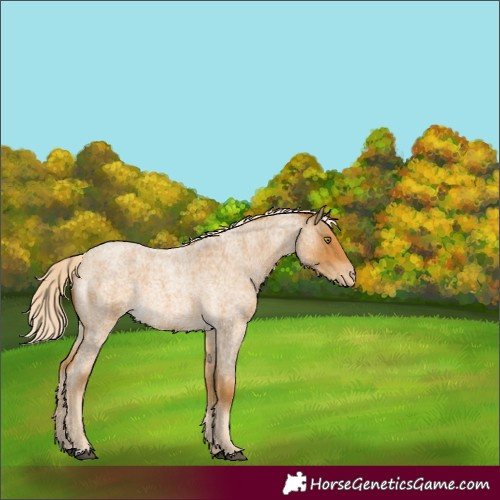 Horse Color:Palomino Roan Varnish Rabicano 