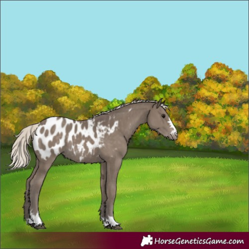 Horse Color:Silver Smoky Black Appaloosa 