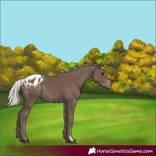 Horse Color:Silver Black Blanket Rabicano 
