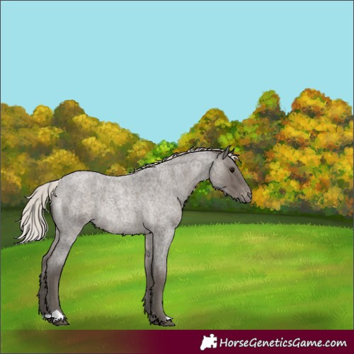Horse Color:Silver Blue Roan Varnish Rabicano 