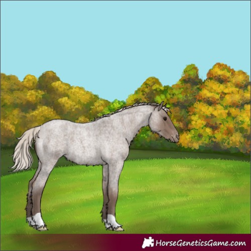 Horse Color:Silver Blue Roan Varnish 