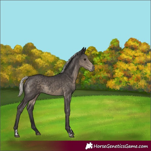 Horse Color:Silver Smoky Black Rabicano 