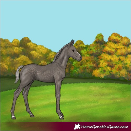 Horse Color:Silver Black 