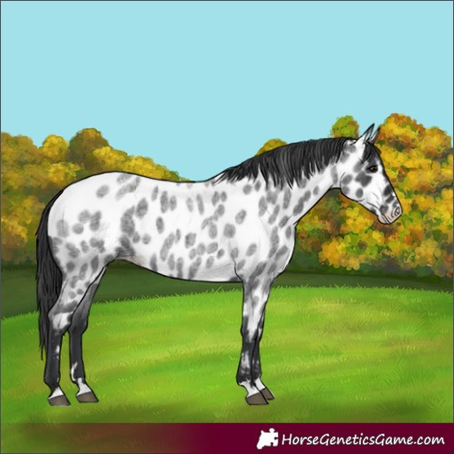 Horse Color:Blue Roan Near Leopard