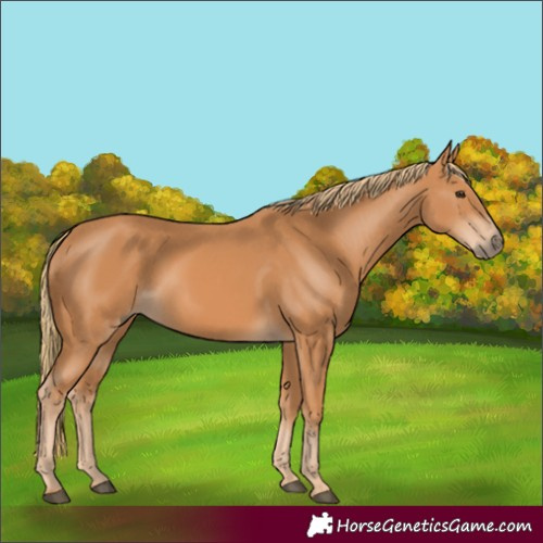 Horse Color:Chestnut 