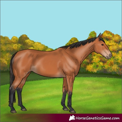 Horse Color:Bay 