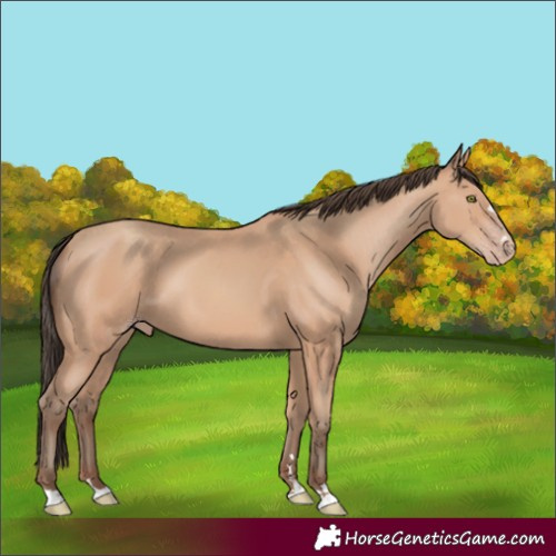Horse Color:Amber Champagne 