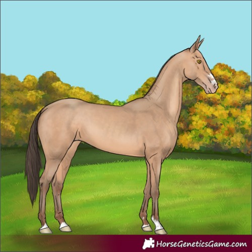 Horse Color:Amber Champagne