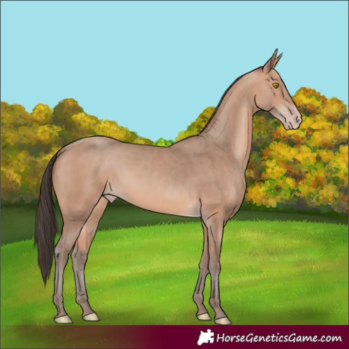 Horse Color:Amber Champagne 