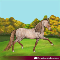 Horse Color:Gray Gold Champagne Roan 