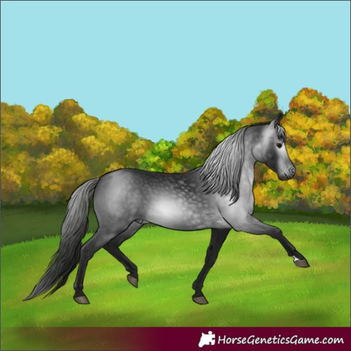 Horse Color:Gray Black