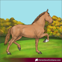 Horse Color:Chestnut 