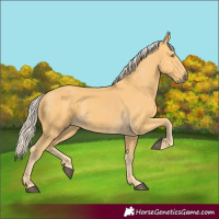 Horse Color:Palomino 