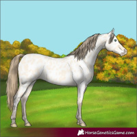 Horse Color:Amber Cream Champagne Dun Near Leopard